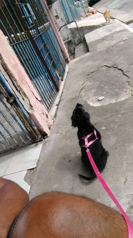 Cachorro ra a SRD idade 1 ano nome Luna
