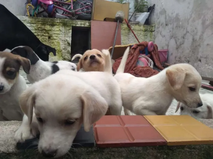 Cachorro ra a SRD idade Abaixo de 2 meses nome Anjos