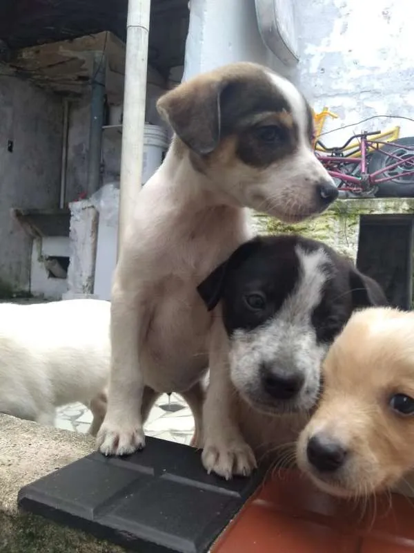 Cachorro ra a SRD idade Abaixo de 2 meses nome Anjos