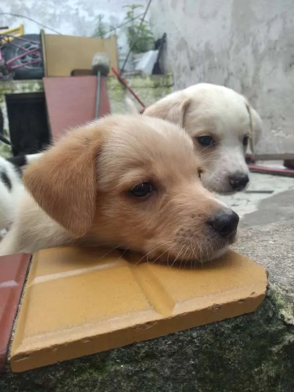 Cachorro ra a SRD idade Abaixo de 2 meses nome Anjos