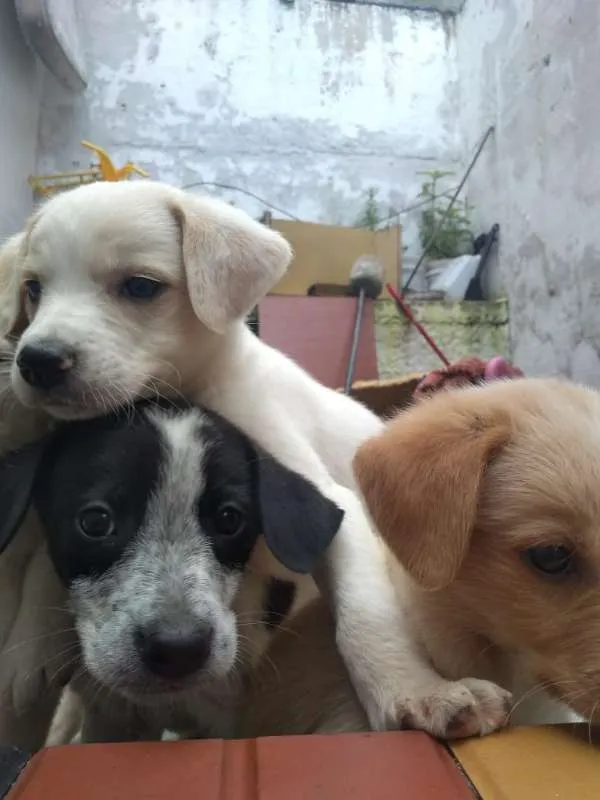 Cachorro ra a SRD idade Abaixo de 2 meses nome Anjos