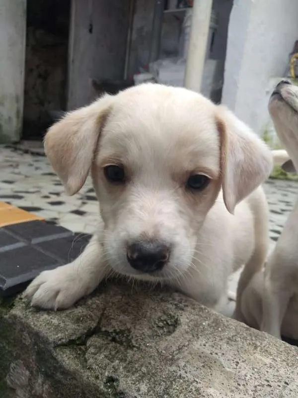 Cachorro ra a SRD idade Abaixo de 2 meses nome Anjos