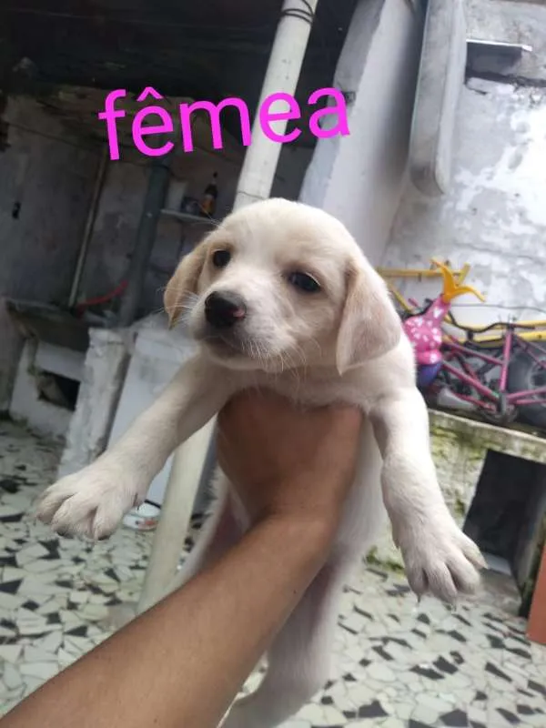 Cachorro ra a SRD idade Abaixo de 2 meses nome Anjos