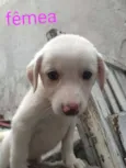 Anjos