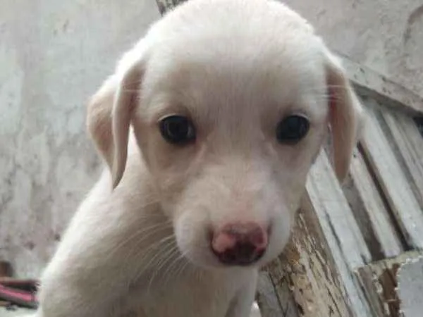 Cachorro ra a SRD idade Abaixo de 2 meses nome Anjos