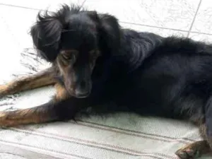 Cachorro raça SRD idade 1 ano nome Luna
