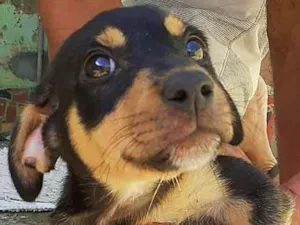 Cachorro raça Vira lata idade 2 a 6 meses nome Não tem nome