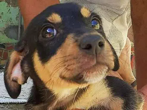 Cachorro ra a Vira lata idade 2 a 6 meses nome Não tem nome