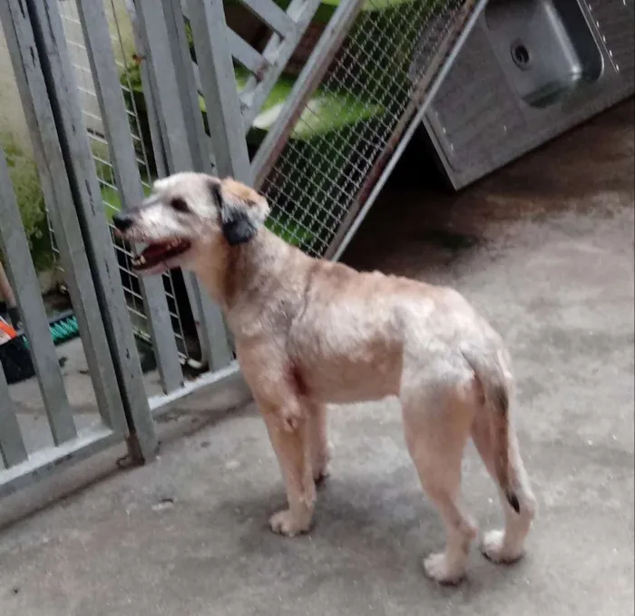 Cachorro ra a Srd idade 1 ano nome Mel