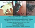 Alemão,zangado,faísc
