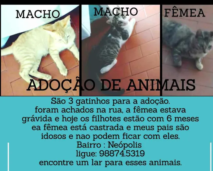 Gato raça Sem raça definida idade 2 a 6 meses nome Alemão,zangado,faísc