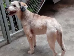 Cachorro raça Srd idade 1 ano nome Mel