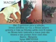 Alemão,zangado,faísc