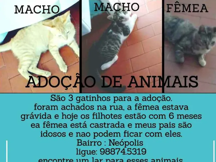 Gato raça Sem raça definida idade 2 a 6 meses nome Alemão,zangado,faísc