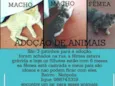 Alemão,zangado,faísc
