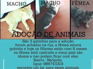 Gato raça Sem raça definida idade 2 a 6 meses nome Alemão,zangado,faísc