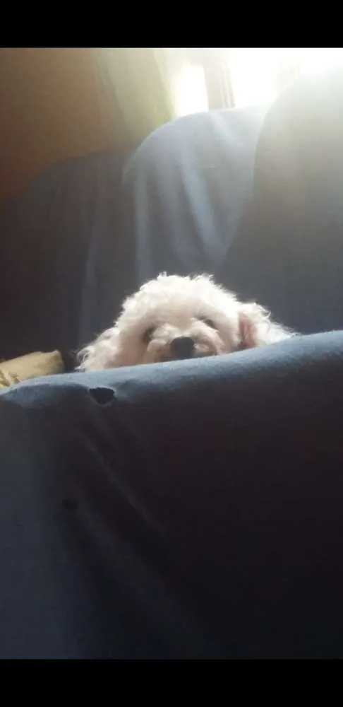 Cachorro raça Poodle idade 4 anos nome Nina