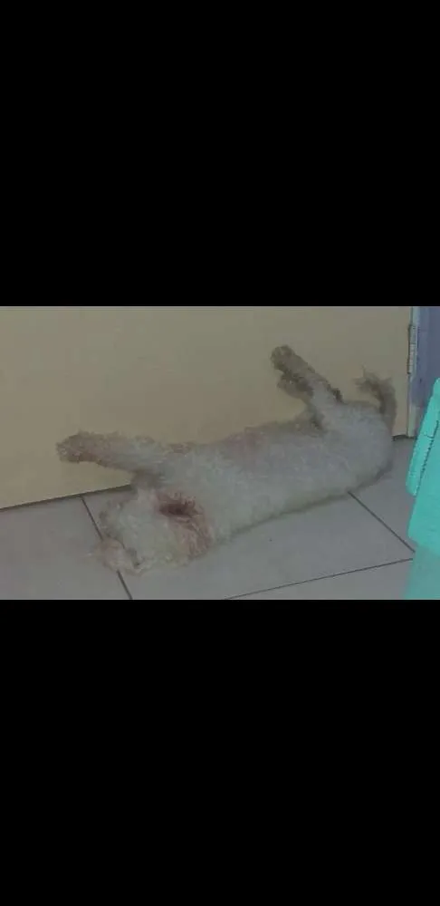 Cachorro raça Poodle idade 4 anos nome Nina