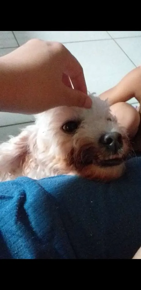 Cachorro raça Poodle idade 4 anos nome Nina