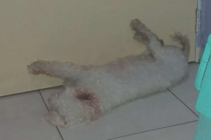 Cachorro raça Poodle idade 4 anos nome Nina