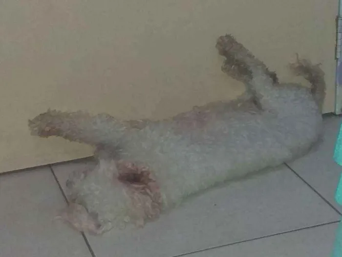 Cachorro raça Poodle idade 4 anos nome Nina