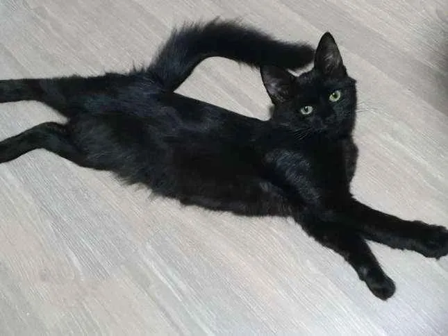 Gato ra a  idade 2 a 6 meses nome Sem nome