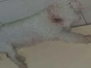 Cachorro raça Poodle idade 4 anos nome Nina