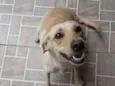 Mel