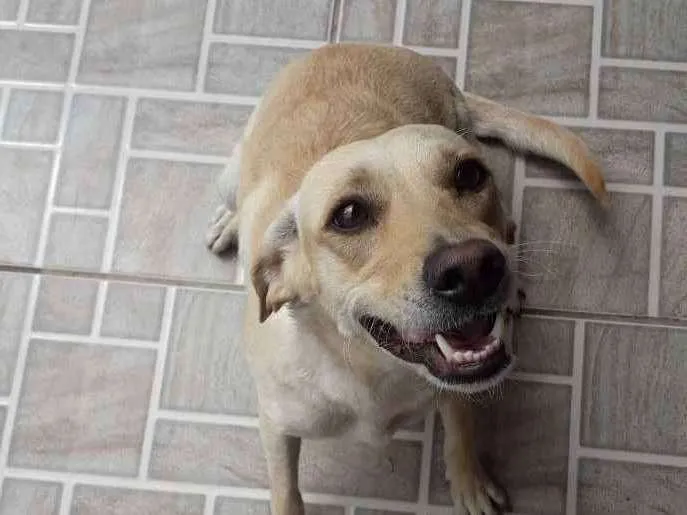 Cachorro ra a Vira lata idade 2 anos nome Mel