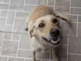 Mel