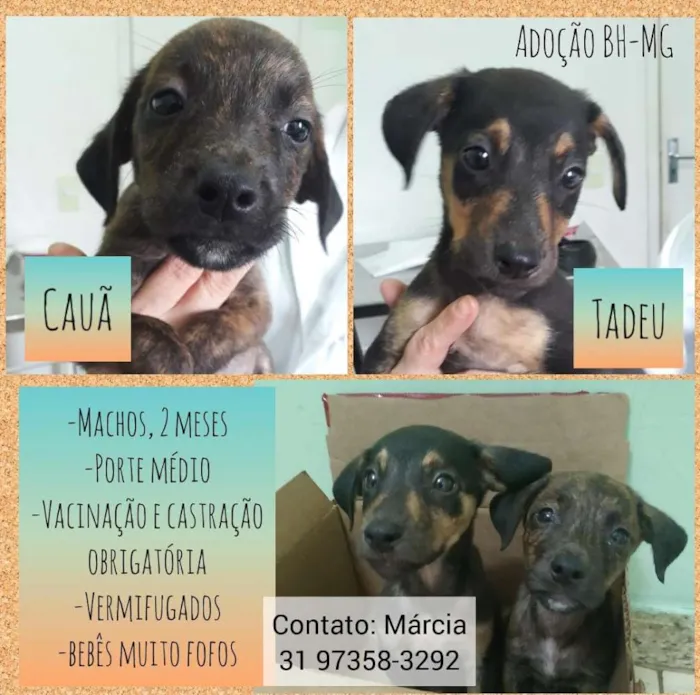 Cachorro raça Srd idade 2 a 6 meses nome Cauã e Tadeu 