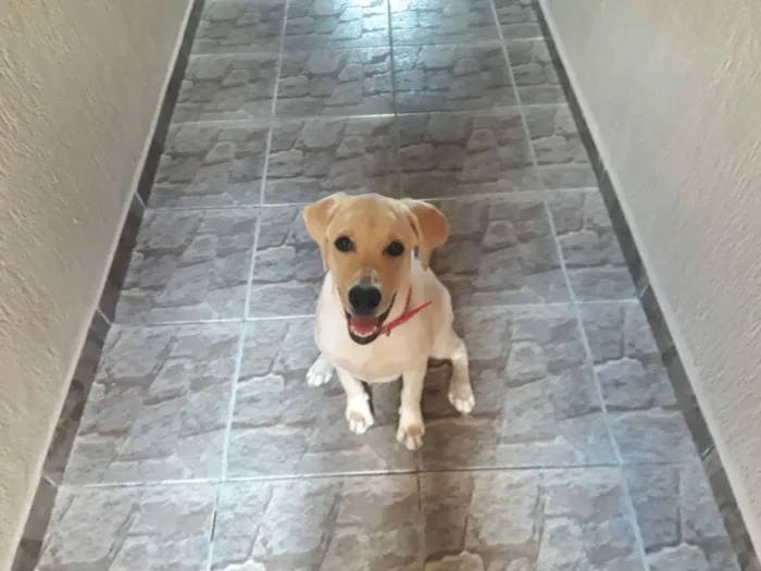 Cachorro ra a Labrador  idade 2 a 6 meses nome Cristal 