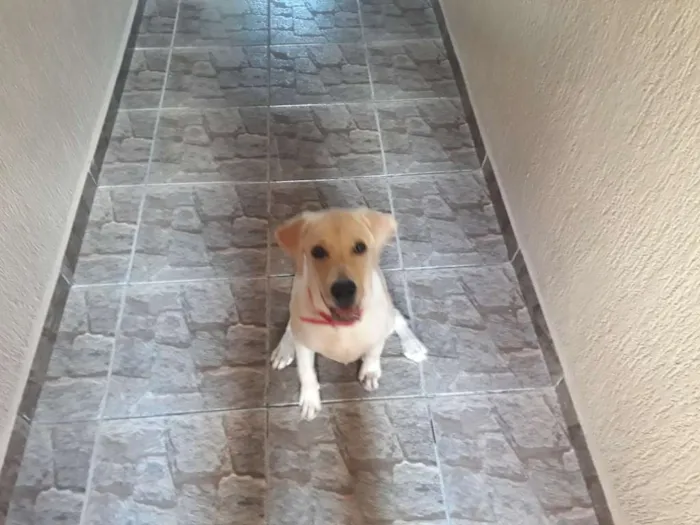 Cachorro ra a Labrador  idade 2 a 6 meses nome Cristal 