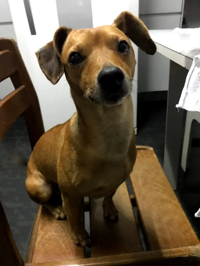 Cachorro ra a Vira-lata idade 2 anos nome Paçoca
