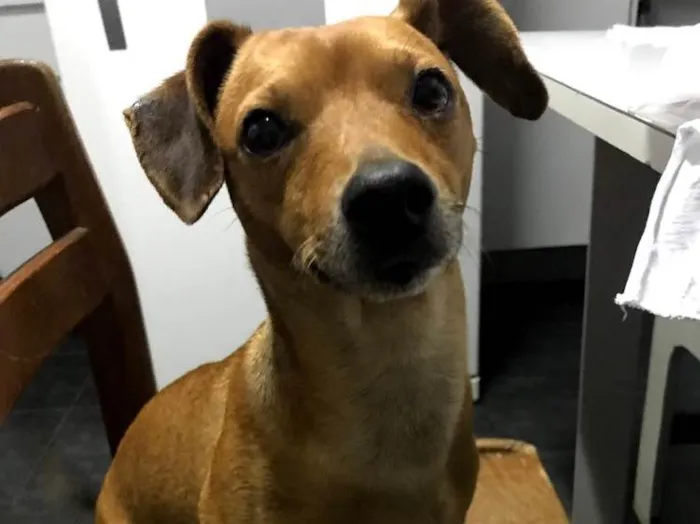 Cachorro ra a Vira-lata idade 2 anos nome Paçoca