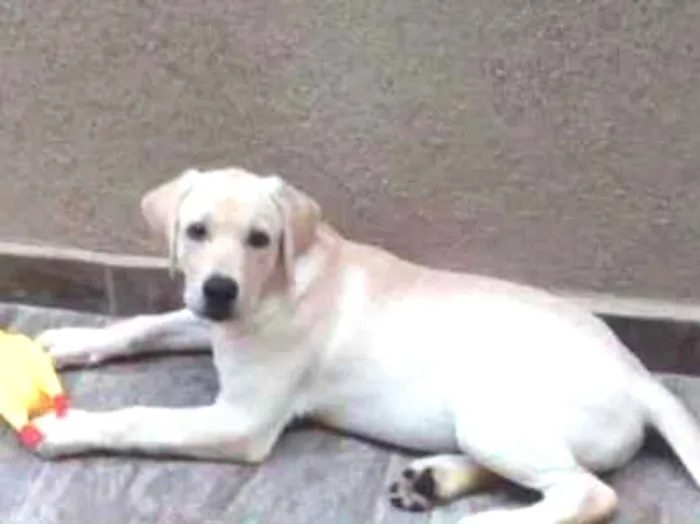 Cachorro ra a Labrador  idade 2 a 6 meses nome Cristal 