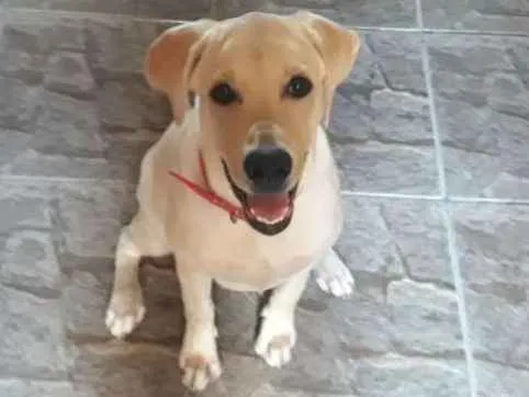 Cachorro ra a Labrador  idade 2 a 6 meses nome Cristal 