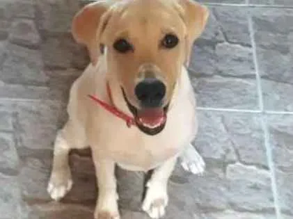 Cachorro ra a Labrador  idade 2 a 6 meses nome Cristal 