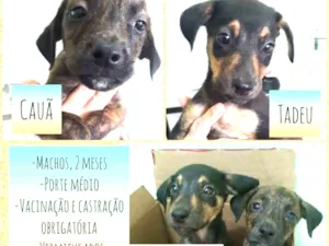 Cachorro raça Srd idade 2 a 6 meses nome Cauã e Tadeu 