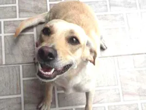 Cachorro raça Vira lata idade 2 anos nome Mel