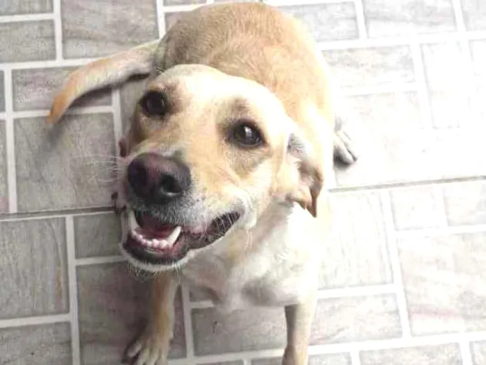 Cachorro ra a Vira lata idade 2 anos nome Mel