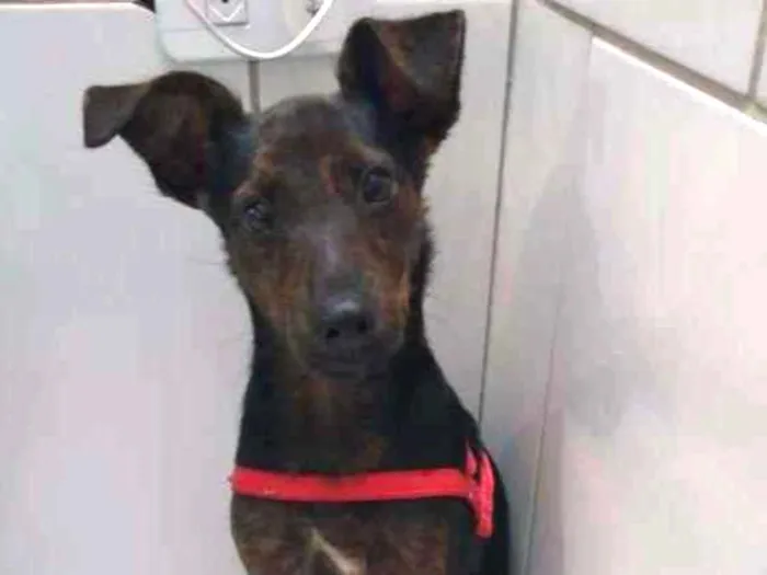 Cachorro raça SRD idade 2 a 6 meses nome Matheus