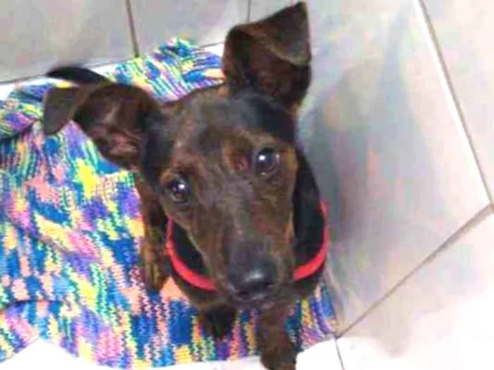 Cachorro raça SRD idade 2 a 6 meses nome Matheus