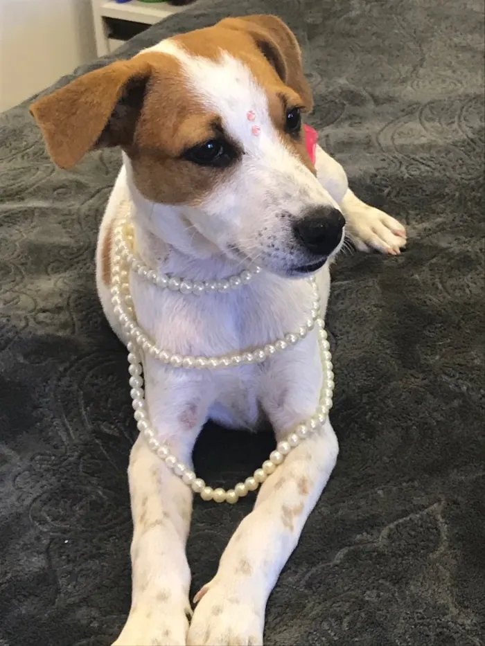 Cachorro ra a Sem raça definida idade 2 a 6 meses nome Belinha