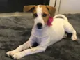 Belinha