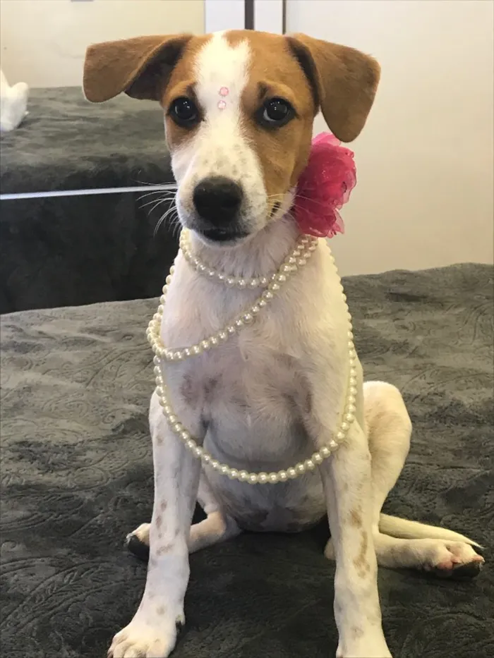 Cachorro ra a Sem raça definida idade 2 a 6 meses nome Belinha