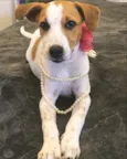 Belinha