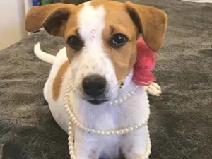 Cachorro raça Sem raça definida idade 2 a 6 meses nome Belinha
