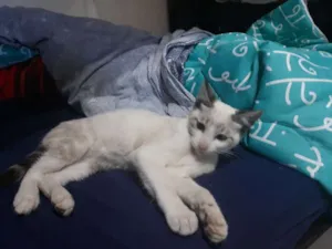Gato raça S/D idade 2 a 6 meses nome Billy