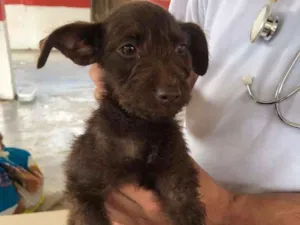 Cachorro raça Srd idade 2 a 6 meses nome Chocolate